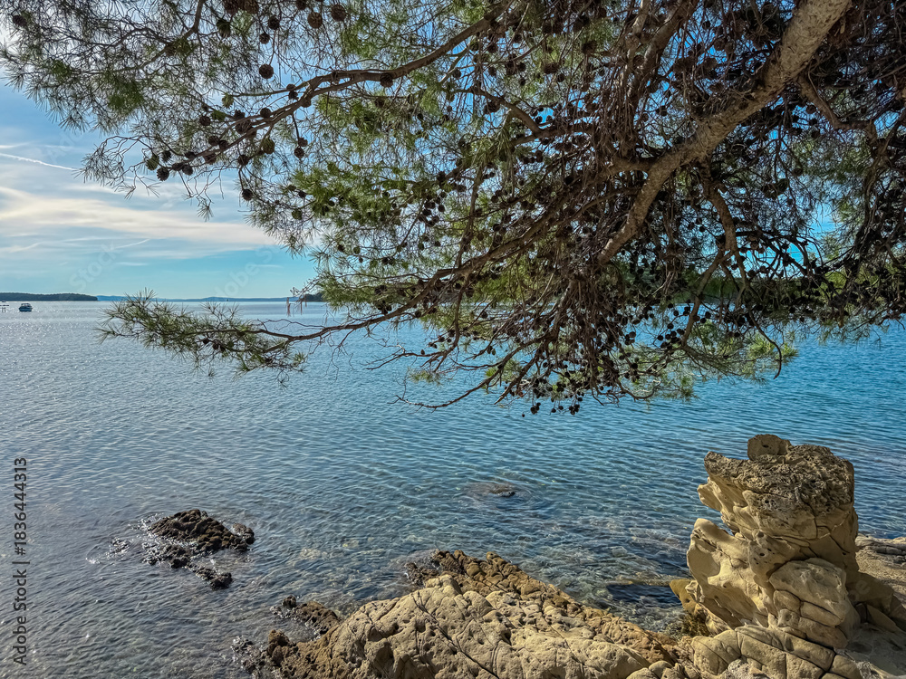 Fototapeta premium Lush pine tree branches hang over a rocky sandstone shoreline, framing crystal clear blue sea and distant horizon on sunny summer day, showcasing natural beauty of the coast on Rab Island, Croatia.