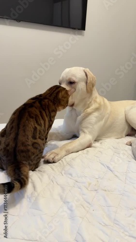 The tender moment when a white Labrador gently plays with a spotted Bengal cat on a soft white bed is suitable for stories about pet adoption, branding a home lifestyle, or emotional wellness.