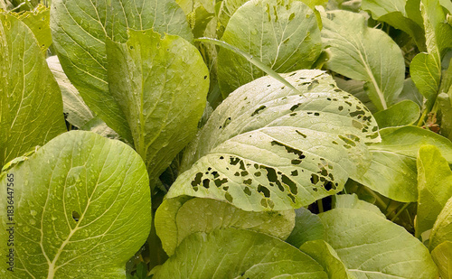 Close-up of green vegetable leaves with visible pest damage and holes. Organic garden foliage showing insect-eaten texture and natural plant imperfections
