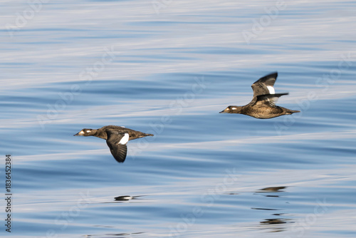 White winged scoter