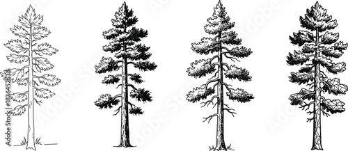 Detailed, hand-drawn, pine, tree, illustrations, showcasing, various, evergreen, species, with, textured, branches, natural, forest, elements, artistic, sketch, style