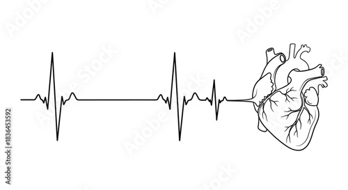 A stylized electrocardiogram line seamlessly transitions into a detailed anatomical illustration of a human heart