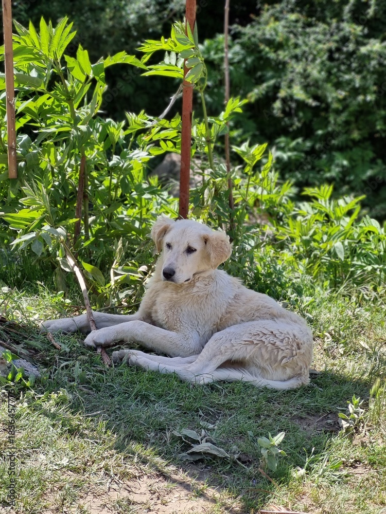 Obraz premium dog in a tree