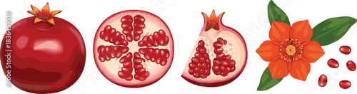 Pomegranate fruit illustration showing whole, halved, sliced pomegranate, seeds, and blossom isolated on white background