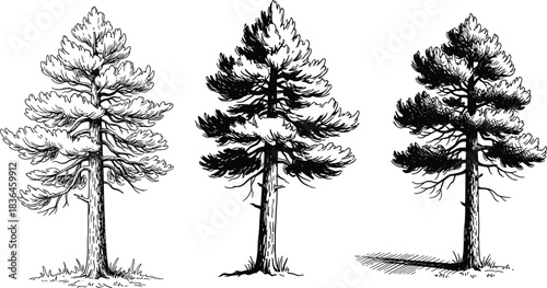Vintage pine tree illustration set with detailed hand-drawn branches and foliage, natural forest elements for botanical artwork and design projects