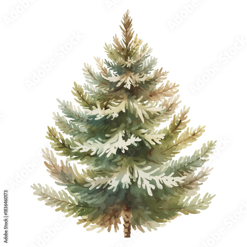 Spreading green spruce hand drawn watercolor  vector on transparent background