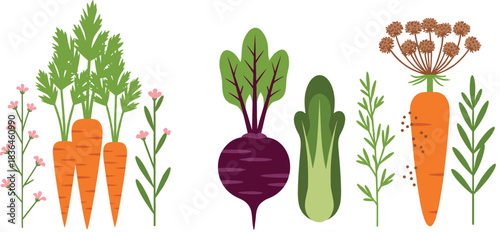 Stylized root vegetables and herbs illustration with carrots, beetroot, onion, leafy greens, and wildflowers