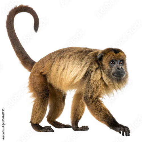 Brown Howler Monkey Standing Isolated on White Background

