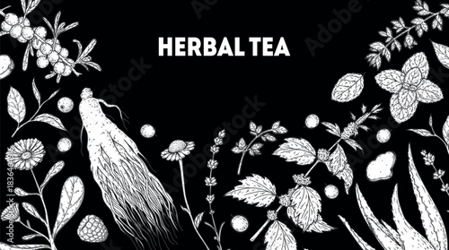 Herbal Tea vector drawing illustration. Herbal tea ingredients. Healthy food and drink . Vector drawing sketch collection. Engraved style.