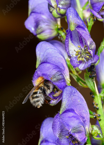 A bee on a purple monkshood flower