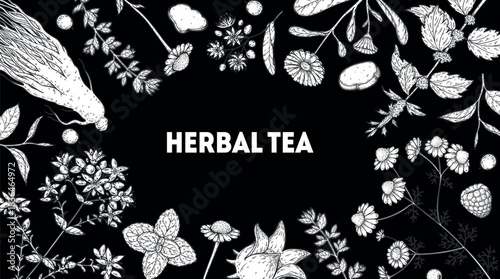 Herbal Tea vector drawing illustration. Herbal tea ingredients. Healthy food and drink . Vector drawing sketch collection. Engraved style.