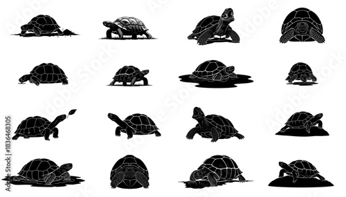 chronicles of the carapace visualizing a tortoises measured and timeless existence set, isolated on transparent background