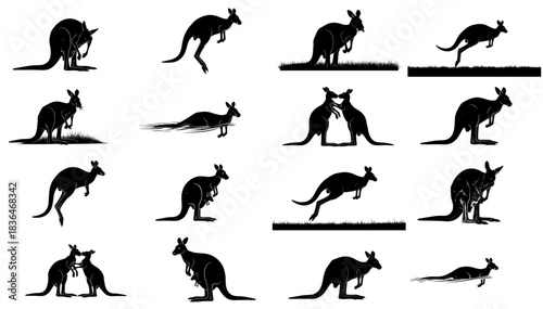 heartbeat of the bushland a graphic encyclopedia of kangaroo form and motion set, isolated on transparent background