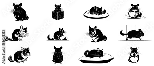 hearth whiskers a graphic study of domesticated chinchilla comforts set, isolated on transparent background