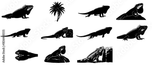 where sunlight sleeps a collection exploring the iguanas silent world, isolated on transparent background