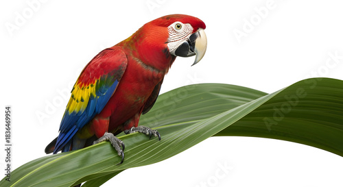 Scarlet macaw parrot perched on a green leaf isolated on white background