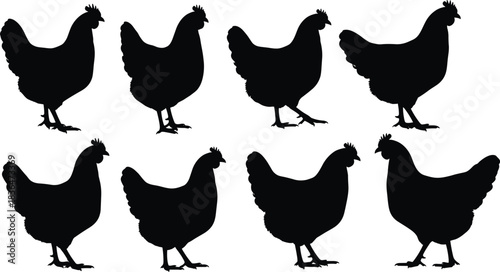 Chicken Hen Silhouette Vector Set, Farm Poultry Bird Black and White Outline Graphic, Agriculture Farming Animal Template Design Element Illustration