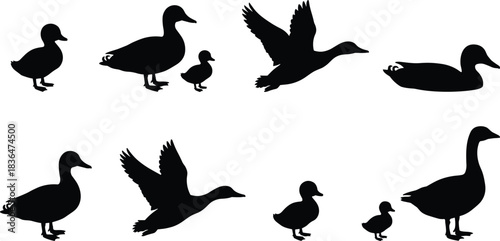 Duck and Goose Silhouettes Set, Flying Waterfowl Bird Vector Wildlife Collection
