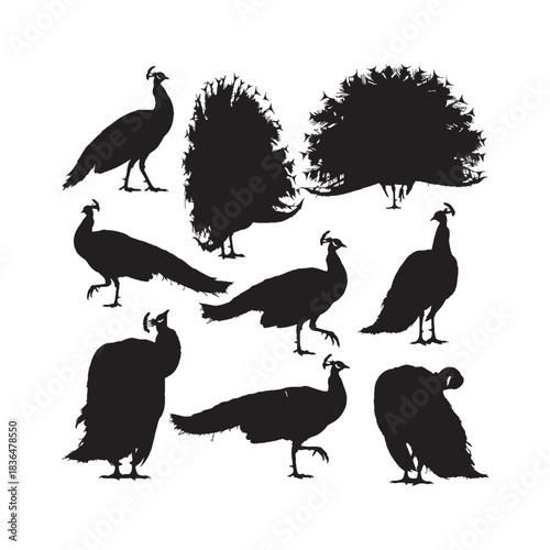 Peacock Silhouettes Collection, Peacock Silhouette, Bird Vector, Wildlife Illustration