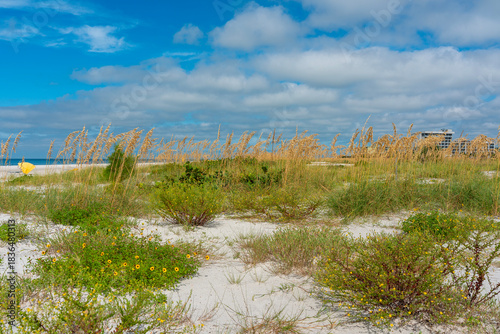 Sea Oats on a Sandy Beach in Saint Petersburg, Florida