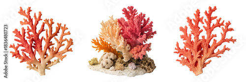  Set of a coral on a white surface isolated on a transparent background