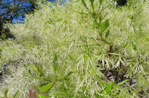 Fringe tree (Chionanthus virginicus) in Florida nature