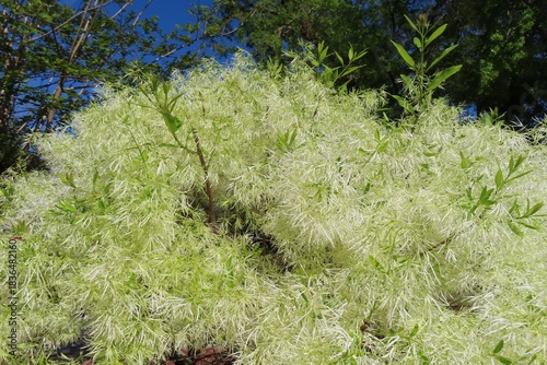 Fringe tree (Chionanthus virginicus) in Florida nature