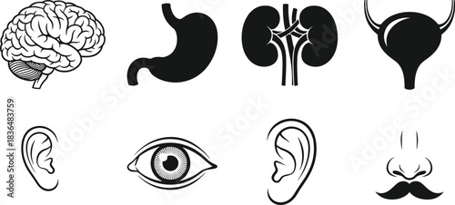 Human internal organs and senses icons set, including brain, stomach, kidneys, bladder, eye, and ears, black and white vector illustration.