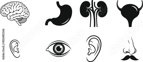 Human organs and senses icon set, featuring brain, stomach, kidneys, bladder, eye, ear, and nose, black and white vector illustration.