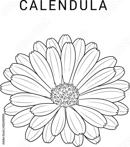 Detailed calendula flower illustration with delicate petals on a white background