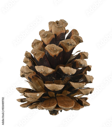 Piña de un pino seca, fondo blanco