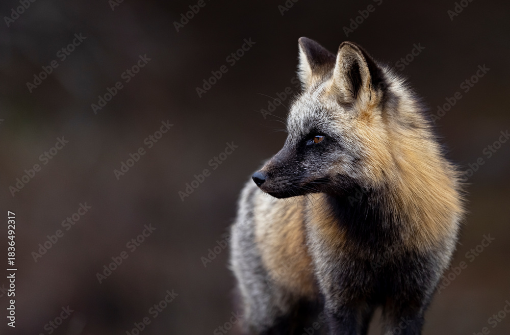 Obraz premium Cross Fox (Red fox, cross colour morph) 