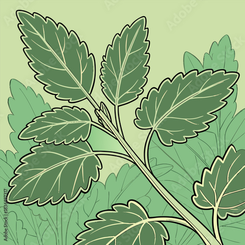 Illustration of a Patch of Green Leafy Plants with Prominent Veins and Black Outlines on a Light Green Background