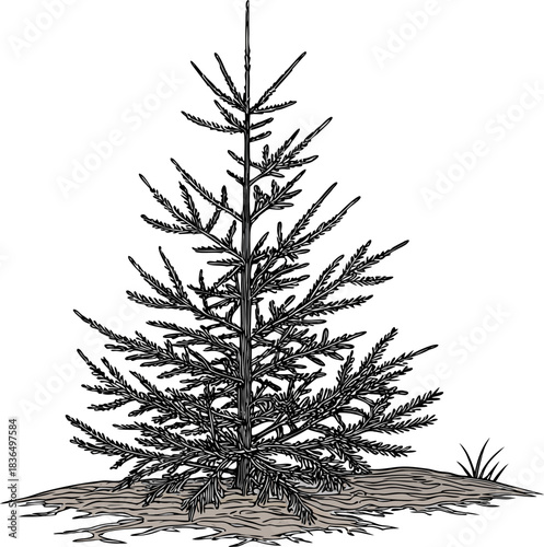 vector illustration of a pine