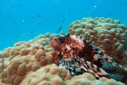 A Red sea lionfish, pterois volitans swimming over tropical reef with blue water in background. Picture from Egypt