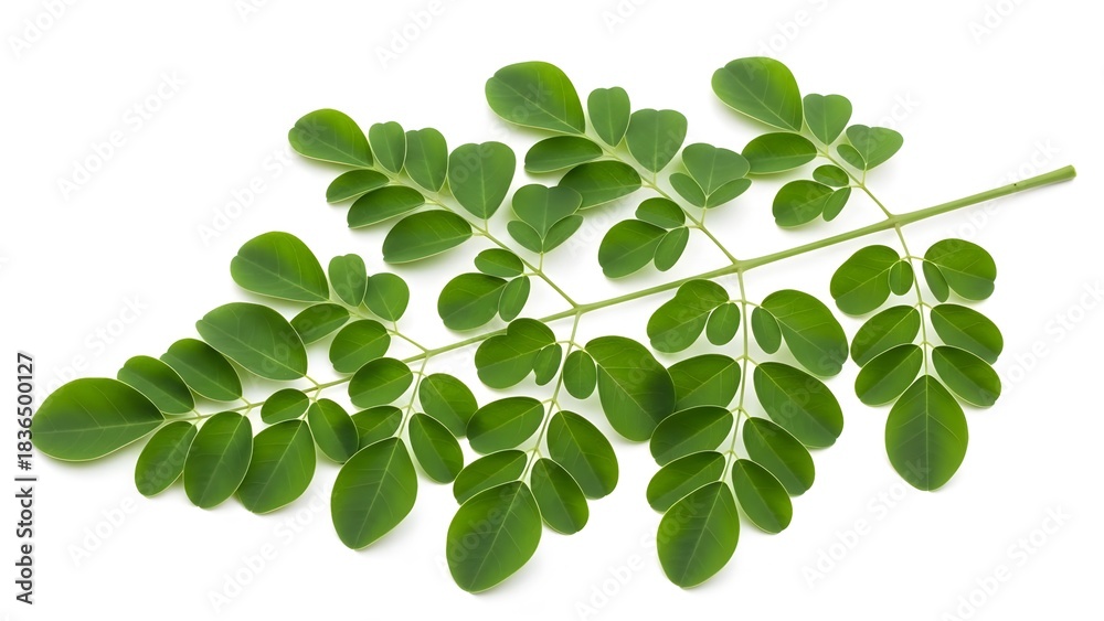 Fototapeta premium Moringa oleifera branch with fresh green leaves isolated on white background, health and nutrition concept isolated on white background