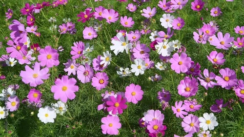 A lush field bursting with vibrant cosmos flowers in shades of pink and purple, each bloom featuring a bright yellow center. The flowers sway gently among green stems and leaves. Lop Buri. Thailand
