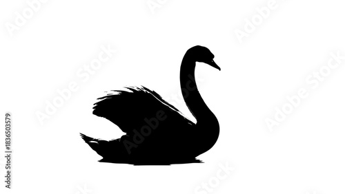 Single black swan silhouette, isolated on white background