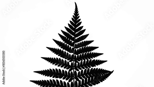 Single black fern frond silhouette, isolated on white background