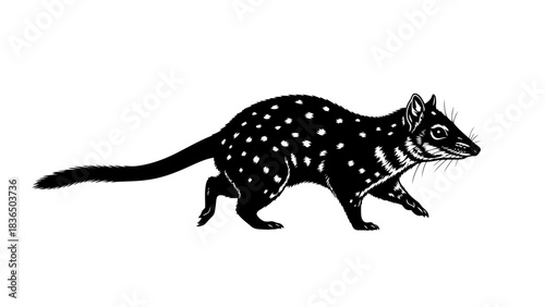 Single spotted quoll black silhouette isolated on white background