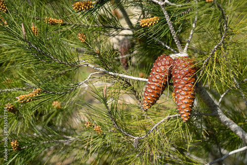Pine Cones in the Sunlight