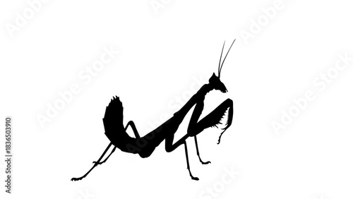 Black praying mantis silhouette, isolated on white background