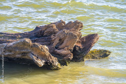 Base of Fallen Tree at the Edge of the Mississippi River in New Orleans, LA, USA