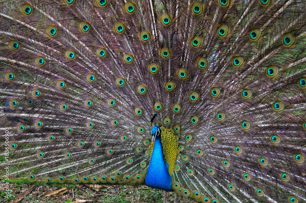 Obraz premium Majestic Peacock Displaying His Iridescent Tail Feathers with Brilliant Ocelli