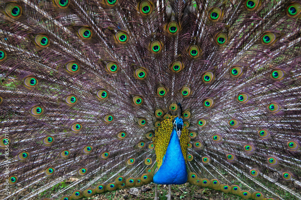 Obraz premium Majestic Peacock Displaying His Iridescent Tail Feathers with Brilliant Ocelli