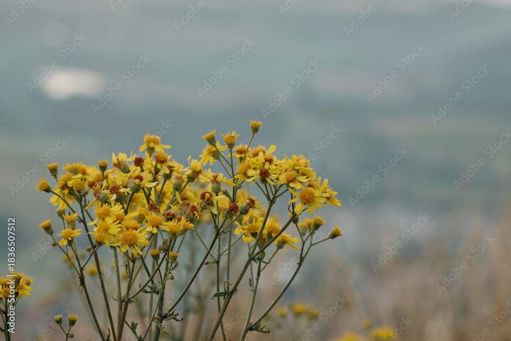 Obraz premium Wild yellow flowers against a background of softly eroded hills. An atmospheric natural scene with warm hues and a sense of calm and privacy.