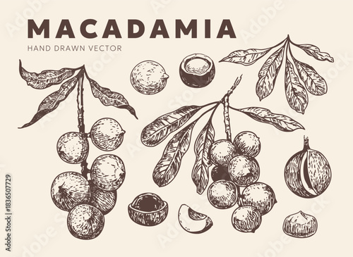 Macadamia nut sketch, a set of hand-drawn vector illustrations on a transparent background.