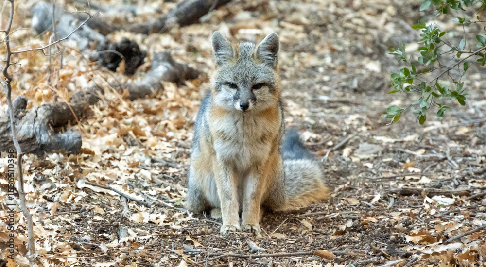 Obraz premium Gray Fox Sits On Trail In Big Bend