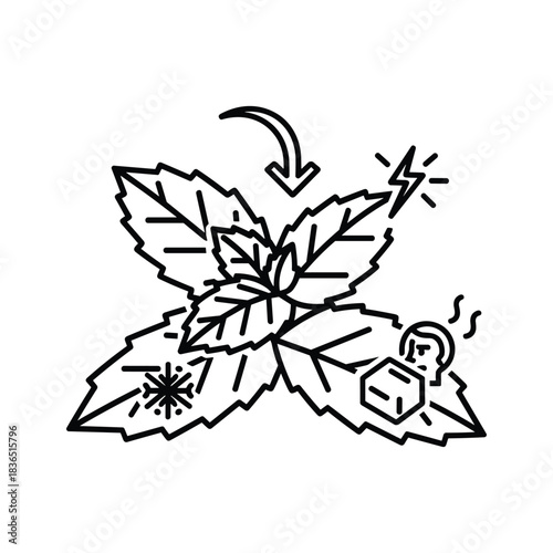 Mint Plant Benefits Icon: Cooling, Invigorating, and Therapeutic Effects for Health and Wellness