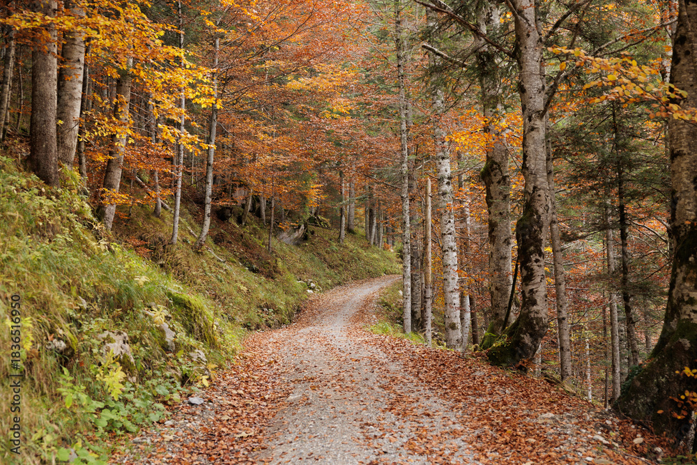 Naklejka premium strada sterrata, coperto di foglie cadute, che si snoda attraverso un bosco di montagna nel nord Italia, in autunno